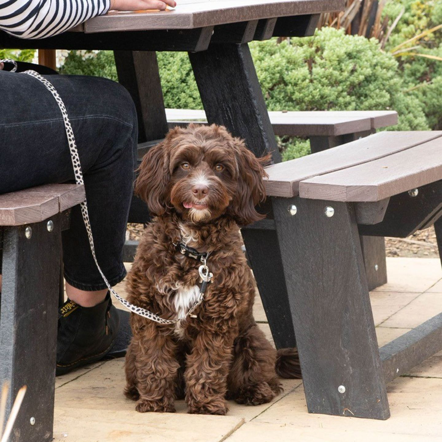 Your local dog friendly pub in Bradford